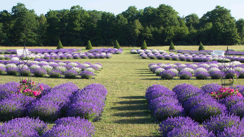 Fragrant-Isle-Lavanda-en-Wisconsin