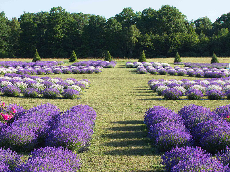 Fragrant-Isle-Lavanda-en-Wisconsin