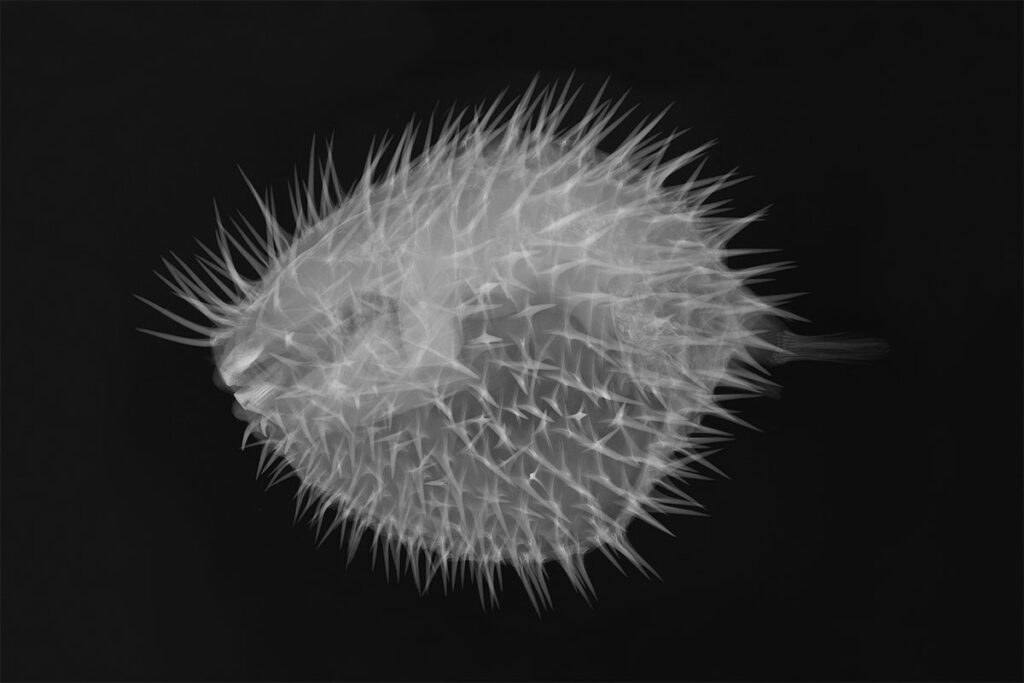 Xray-Frost-Science-Long-spine-Porcupine-Fish