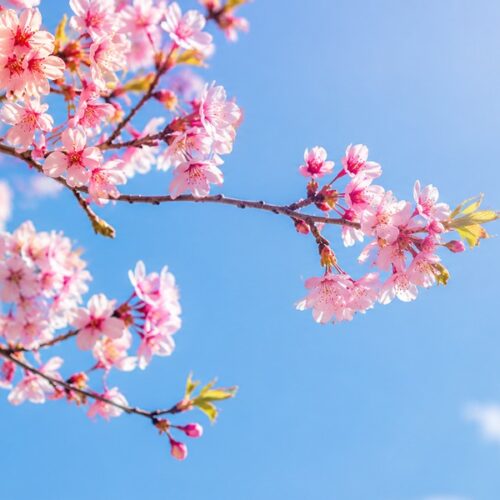 cherry-blossoms-complot-1200x600